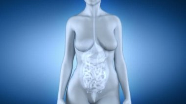kadın bağırsak mide anatomisi