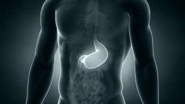 erkek anatomisi mide konumlandırma