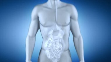 erkek kolon anatomisi - sindirim sistemi