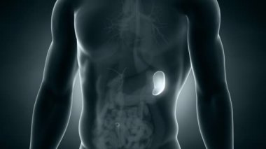 erkek anatomisi dalak konumlandırma