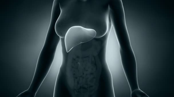 Vrouwelijke lever anatomie — Stockvideo