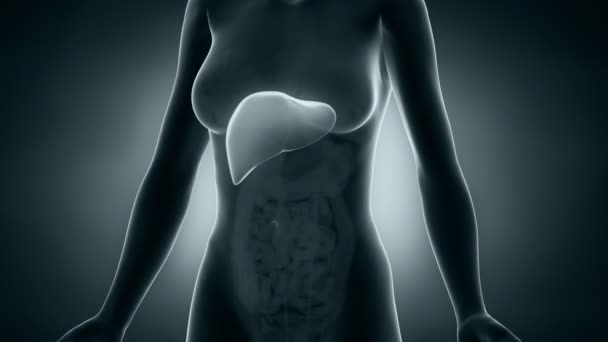 Anatomie du foie féminin 