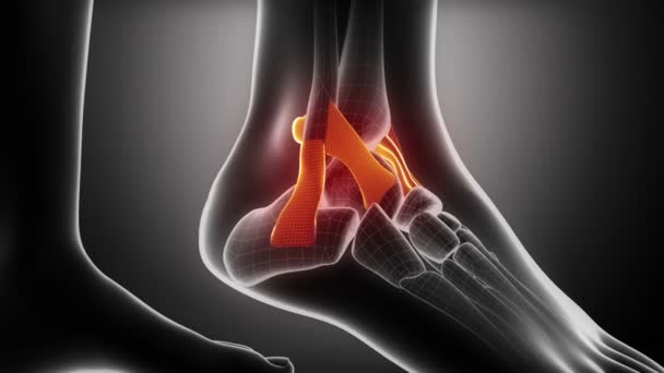 Anatomía de los ligamentos del tobillo — Vídeo de stock