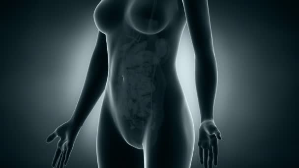 Radiographie du système urinaire de la femme 