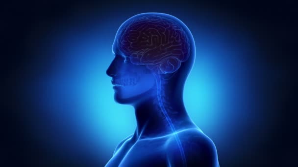 Impulsions neuronales dans le cerveau 