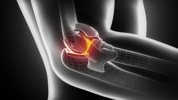 Elbow ligaments anatomy — Stock Video