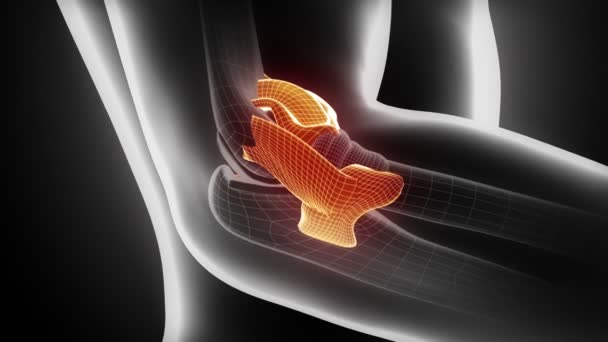 Elbow ligaments anatomy — Stock Video