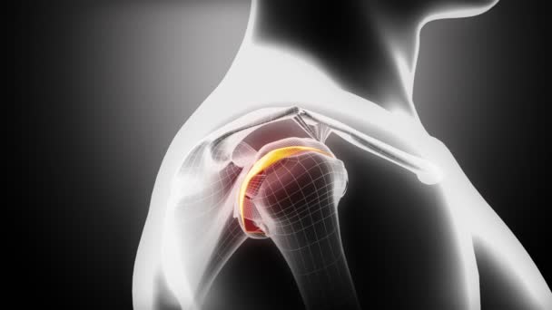 Anatomia da cartilagem do ombro — Vídeo de Stock