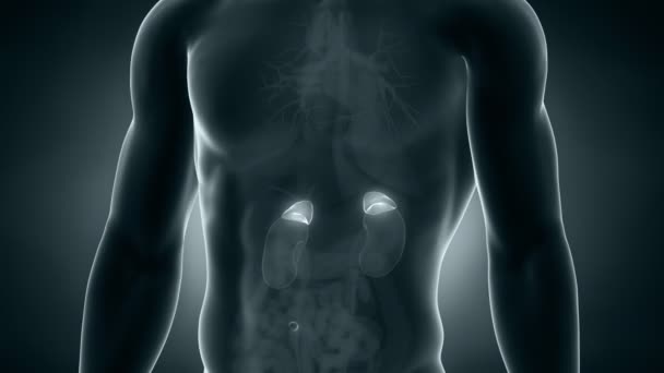 Anatomie masculine positionnement surrénal 