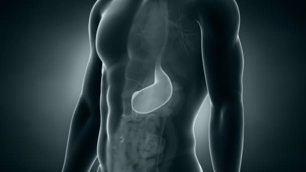 Anatomie masculine positionnement de l'estomac 