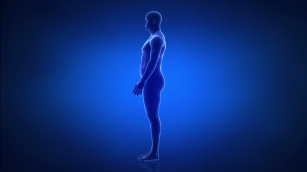 Homme - de mince à l'obésité en peu de temps 