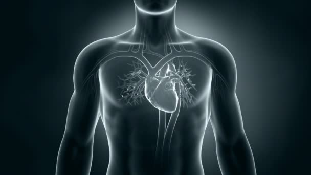 anatomie srdce lidské xray