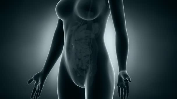Vessie féminine radiographie 