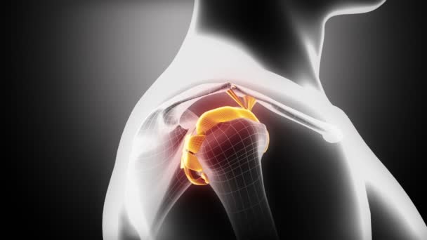 Shoulder ligaments anatomy — Stock Video