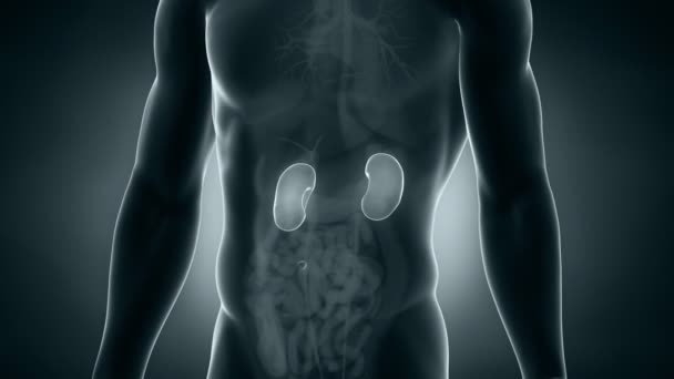 Anatomie masculine positionnement des reins 