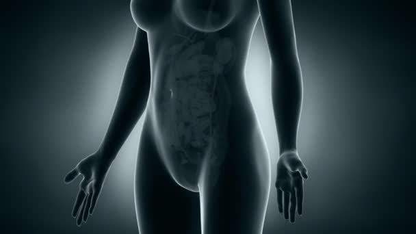 Appareil urogénital femme radiographie 