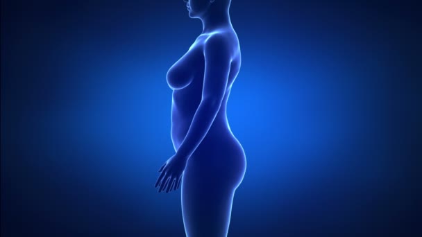 Femme - de mince à l'obésité en peu de temps 