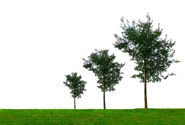 Bäume wachsen — Stockfoto