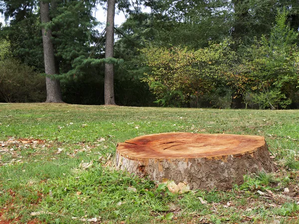 Toco de árvore na floresta — Fotografia de Stock