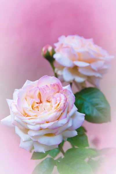 Rosa Rosen auf rosa — Stockfoto