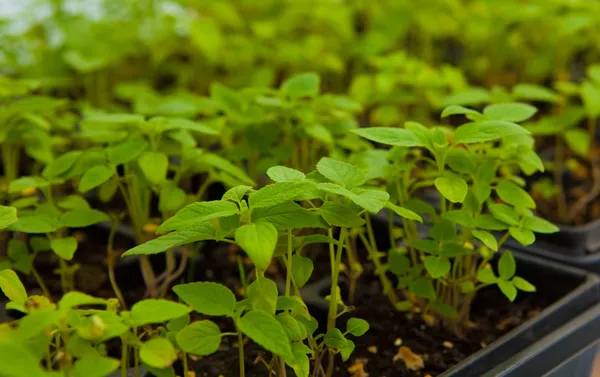 Piantine di piante di chia — Foto Stock