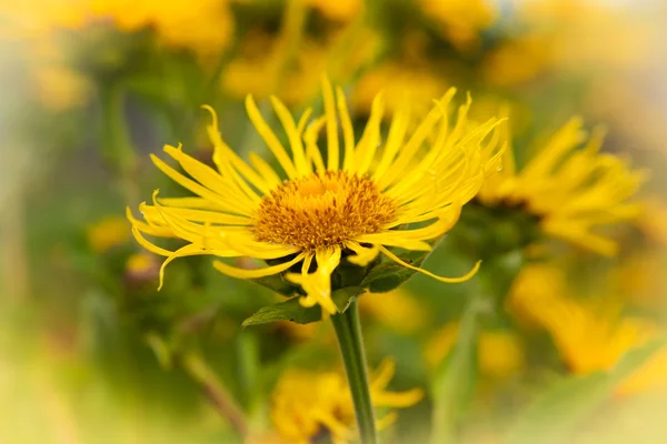 Oman wielki, inula Elenium — Zdjęcie stockowe