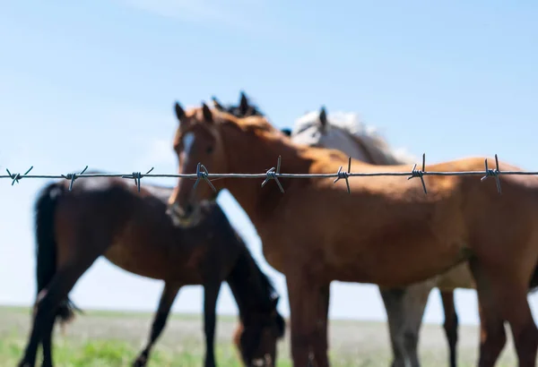 Köy atları çayırda otluyor.