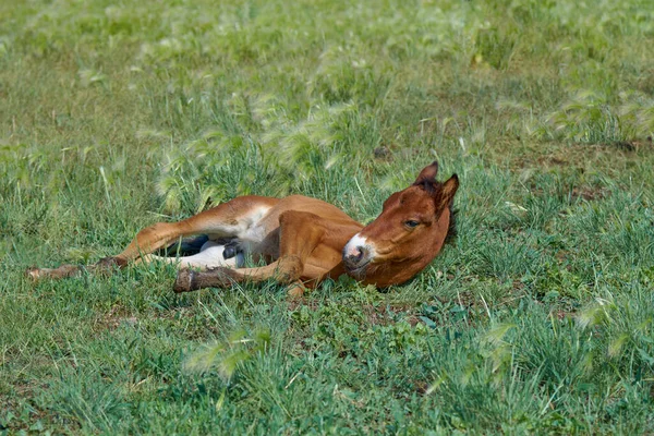 The foal is resting lying on the soft green grass
