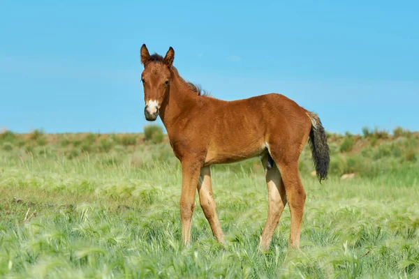 The foal is resting lying on the soft green grass