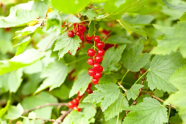 Bahçede kırmızı frenk üzümü — Stok fotoğraf