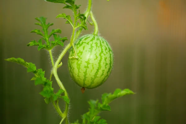 Malý meloun — Stock fotografie