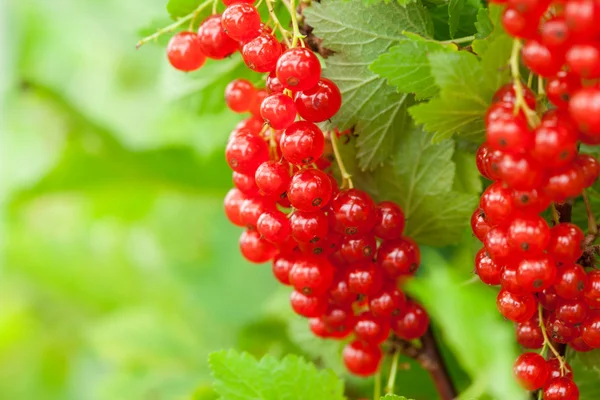 Groseilles rouges dans le jardin — Photo