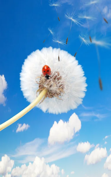 Ladybug on a dandelion — Stock Photo, Image
