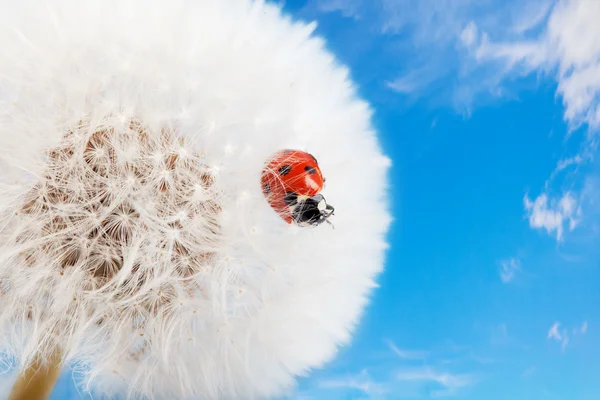 Lieveheersbeestje op een paardebloem — Stockfoto