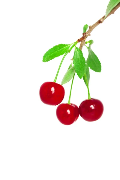 Cherries on a branch — Stock Photo, Image