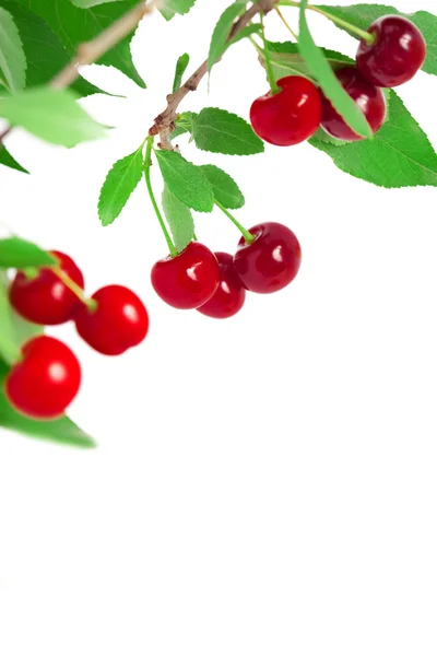 Cerezas en una rama — Foto de Stock