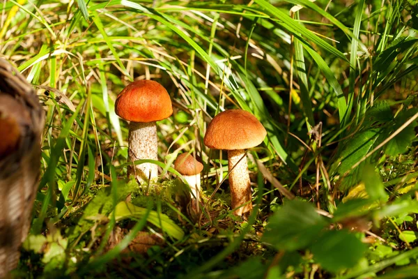Cogumelos na floresta — Fotografia de Stock
