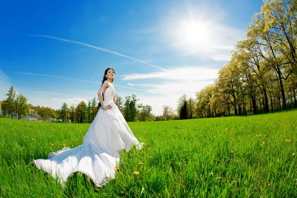 Bride on a field in the sunshine Royalty Free Stock Images
