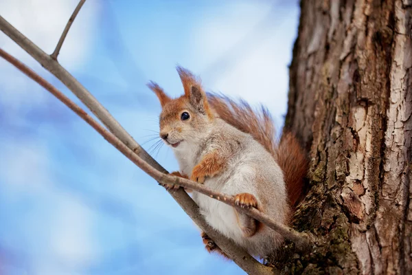 Eichhörnchen — Stockfoto