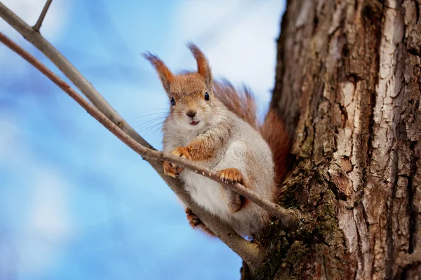 Eichhörnchen — Stockfoto