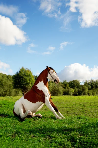 Krásný kůň v poli je sedět na trávě. koně si — Stock fotografie