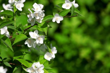 Yasemin güzel çiçek şube
