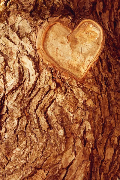 Лесной коричневый деревянный фон. Деревянная кора — стоковое фото