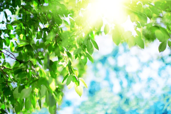 Sol y hojas. Hojas verdes sobre un fondo de cielo azul y sol — Foto de Stock