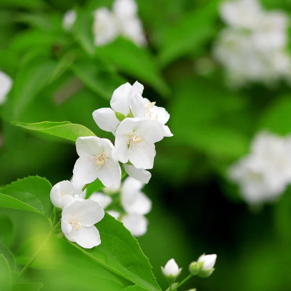Bello ramo fiorito di gelsomino — Foto Stock