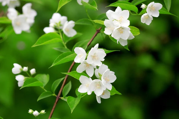 Belo ramo florescente de jasmim — Fotografia de Stock