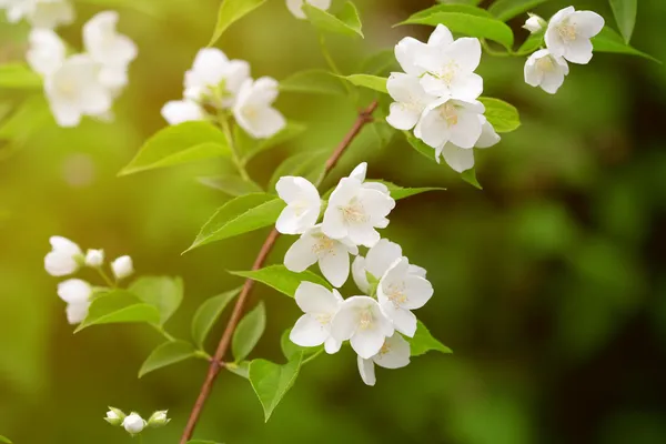 Hermosa rama floreciente de jazmín — Foto de Stock