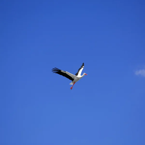 Stork — Stock Photo, Image