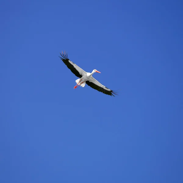 Stork — Stock Photo, Image