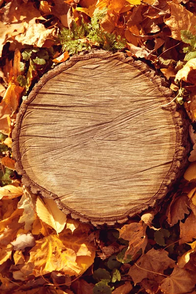 Hösten skogen brunt trä bakgrund. textur skog trä stu Stockbild